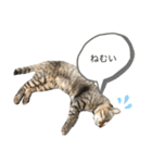 犬と猫って癒しだよね（個別スタンプ：12）