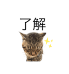 犬と猫って癒しだよね（個別スタンプ：14）