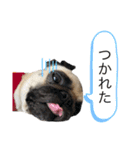 犬と猫って癒しだよね（個別スタンプ：15）
