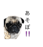 犬と猫って癒しだよね（個別スタンプ：18）