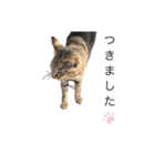 犬と猫って癒しだよね（個別スタンプ：22）