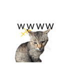 犬と猫って癒しだよね（個別スタンプ：23）