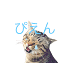 犬と猫って癒しだよね（個別スタンプ：24）