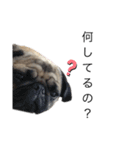 犬と猫って癒しだよね（個別スタンプ：25）