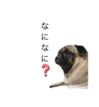 犬と猫って癒しだよね（個別スタンプ：26）