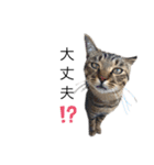 犬と猫って癒しだよね（個別スタンプ：27）