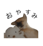 犬と猫って癒しだよね（個別スタンプ：29）