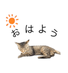 犬と猫って癒しだよね（個別スタンプ：30）