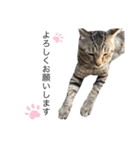 犬と猫って癒しだよね（個別スタンプ：32）