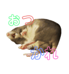 ファンシーラット大集合。（個別スタンプ：4）