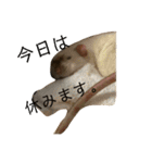 ファンシーラット大集合。（個別スタンプ：12）