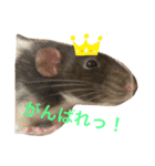 ファンシーラット大集合。（個別スタンプ：13）