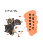 動物愛護団体NYANS③（個別スタンプ：1）