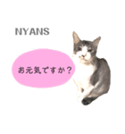 動物愛護団体NYANS③（個別スタンプ：3）