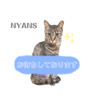 動物愛護団体NYANS③（個別スタンプ：5）