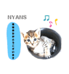動物愛護団体NYANS③（個別スタンプ：6）