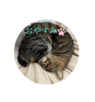 なこちんの猫スタンプ（個別スタンプ：1）