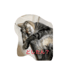 なこちんの猫スタンプ（個別スタンプ：2）