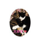 なこちんの猫スタンプ（個別スタンプ：3）