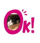 なこちんの猫スタンプ（個別スタンプ：4）