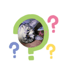 なこちんの猫スタンプ（個別スタンプ：6）