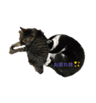 なこちんの猫スタンプ（個別スタンプ：8）