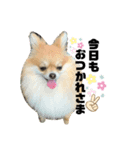 可愛いカワイイこむぎちゃん（個別スタンプ：6）