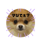 可愛いカワイイこむぎちゃん（個別スタンプ：8）