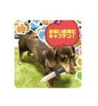 ぷりん壱（個別スタンプ：1）