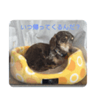 ぷりん壱（個別スタンプ：8）