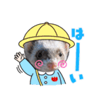 フェレット〜花鈴＆空の日常スタンプPart③（個別スタンプ：13）