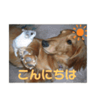 武蔵、松、雲丹、紅（個別スタンプ：2）