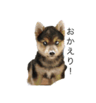 武蔵、松、雲丹、紅（個別スタンプ：19）