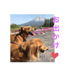 武蔵、松、雲丹、紅（個別スタンプ：22）