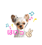 日常言葉2♥わんこ組（個別スタンプ：1）