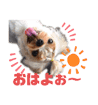 日常言葉2♥わんこ組（個別スタンプ：3）
