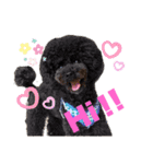 日常言葉2♥わんこ組（個別スタンプ：5）