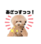 日常言葉2♥わんこ組（個別スタンプ：10）