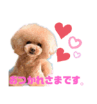 日常言葉2♥わんこ組（個別スタンプ：11）