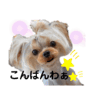 日常言葉2♥わんこ組（個別スタンプ：12）
