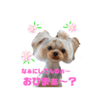 日常言葉2♥わんこ組（個別スタンプ：15）