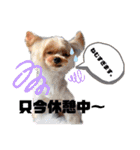 日常言葉2♥わんこ組（個別スタンプ：17）