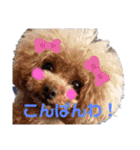 日常言葉2♥わんこ組（個別スタンプ：18）