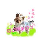 日常言葉2♥わんこ組（個別スタンプ：19）