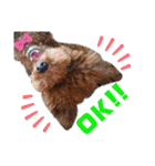 日常言葉2♥わんこ組（個別スタンプ：24）