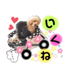 日常言葉2♥わんこ組（個別スタンプ：26）
