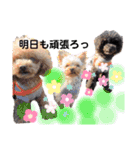 日常言葉2♥わんこ組（個別スタンプ：28）
