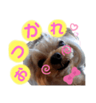 日常言葉2♥わんこ組（個別スタンプ：31）