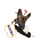いぬずスタンプ（個別スタンプ：11）