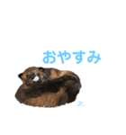 いぬずスタンプ（個別スタンプ：18）